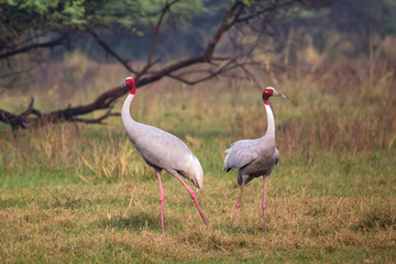 Sarus cranes (Grus antigone) in Keoladeo Ghana National Park, Bharatpur, Rajasthan, India