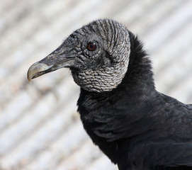 The face of a Black Vulture (Coragyps atratus) shot in Everglades National Park, Florida..