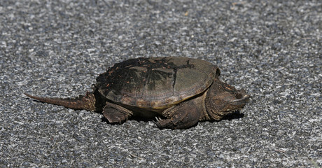 A Common Snapping Turtle (Chelydra serpentina) crossing the road in Everglades National Park, Florida..