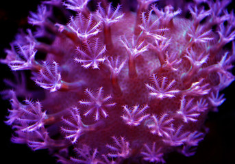 Naklejka premium Sarcophyton leather soft coral 