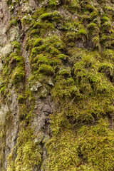 Green moss close up on the tree bark. Tree trunk textures and backgrounds. Closeup of tree texture.