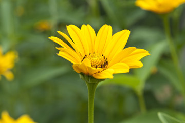 flower of calendula on green meadow