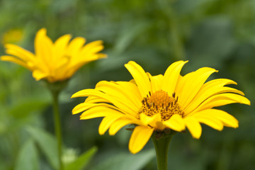 flower of calendula on green meadow