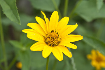 Fototapeta premium flower of calendula on green meadow