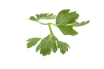 green parsley isolated on white background