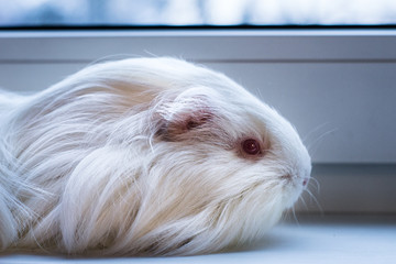 white guinea pig