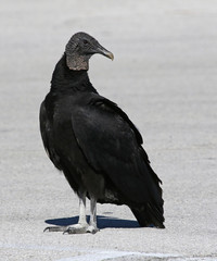 A Black Vulture (Coragyps atratus) shot in Everglades National Park, Florida..
