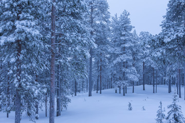 Travel Concepts. Tranquil Amazing and Picturesque Nordic Nature Scenery in Scandinavia at Christmas Time.