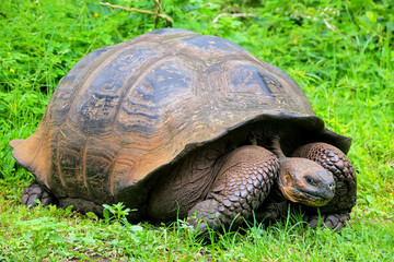 Galapagos giant tortoise on Santa Cruz Island in Galapagos National Park, Ecuador