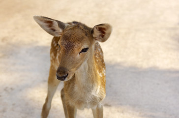 baby deer