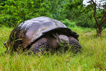 Obraz premium Galapagos giant tortoise on Santa Cruz Island in Galapagos National Park, Ecuador