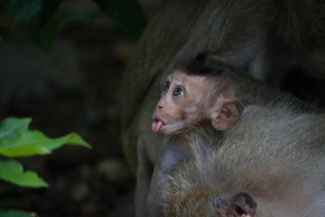 可愛いサル