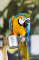 blue parrot macaw