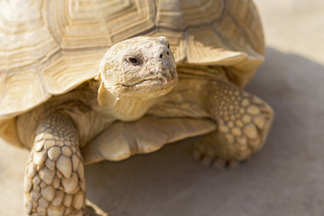 desert turtle