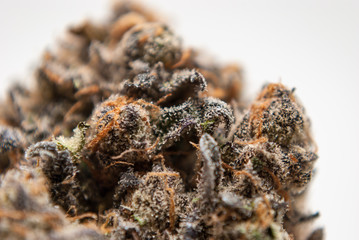 Cannabis Nug - Strain: Blackberry Pie