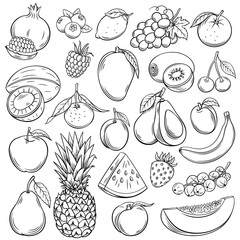 Vector sketch fruits