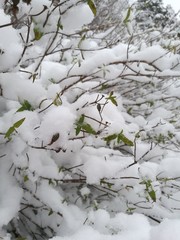 Close-up of bush covered in snow
