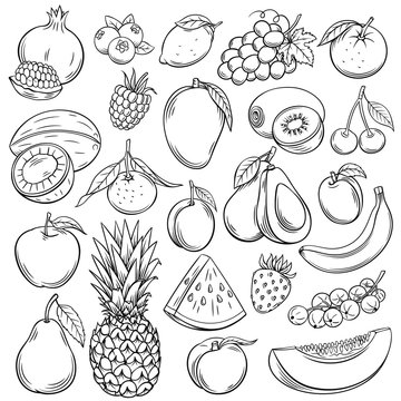 Vector sketch fruits
