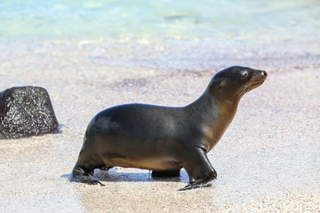 Obraz premium Galapagos sea lion at the beach on Espanola Island, Galapagos National park, Ecuador
