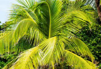 Vibrant green leaves from a tropical paradise in Puerto Plata, Dominican Republic.