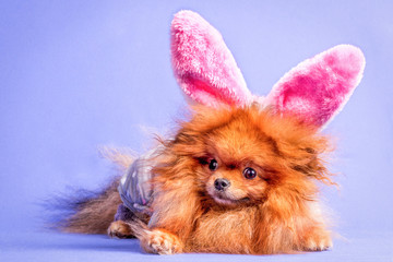 A Pomeranian doggy having pink ears on, isolated. Concept: Easter.