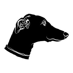 Silhouette of a muzzle of a greyhound. Dog's logo. Vector illustartion.