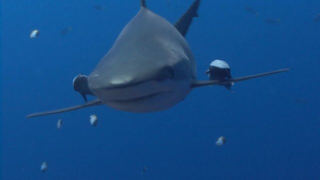 Shark with remoras on each fin swims fast towards camera