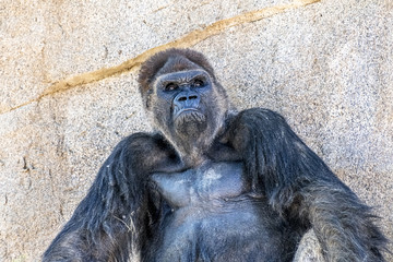 Authoritative Silverback Gorilla © cherylvb