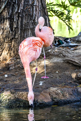Beautiful pink flamingo birds