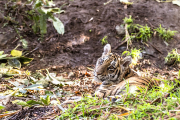Authoritative Sumatran Tiger