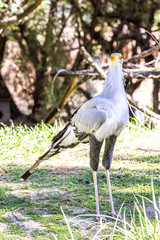 Big Secretary bird