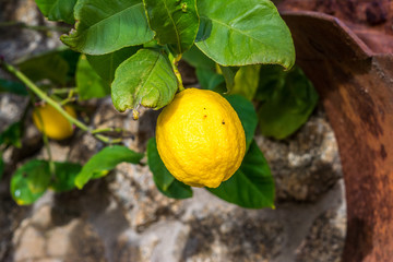 limon