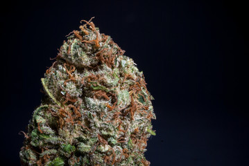 Cannabis Nug - Strain: Big Jack
