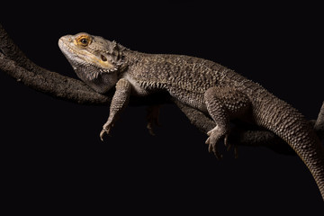 A male bearded dragon on an artificial vine isolated against a dark background