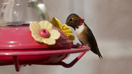 Allen's Hummingbird Perched on Feeder - 191933925