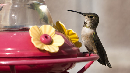 Allen's Hummingbird Perched on Feeder - 191933933