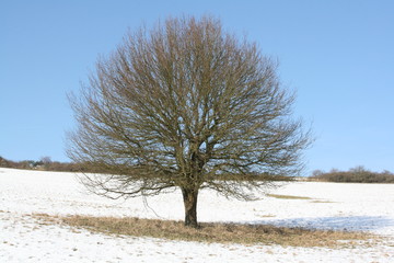 Baum