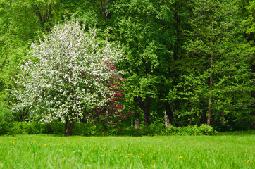 lush flowering tree Apple trees in the spring meadow
