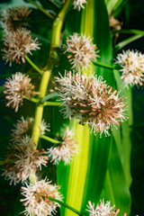 Obraz premium Close up photography of Cape of good hope flowers during blooming.