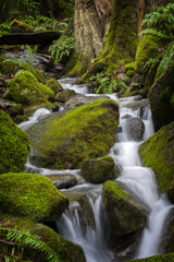 Beautiful Rain Forest Creek in the Pacific Northwest. A small stream meanders through mossy rocks with ferns lining the understory.