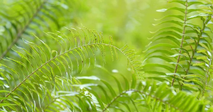 Green fern plant in forest