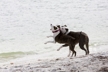 Pit Bull/Great Dane and Pit Bull/Terrier mixed breed dogs running and playing on a sandy beach on the Gulf of Mexico at St. Pete Beach, Florida.