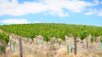 Drone aerial of the Barossa Valley, major wine growing region of South Australia, views of rows of grapevines and scenic landscape. 