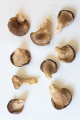 Numerous Pleurotus ostreatus Oyster Mushrooms from many angles, isolated on white, vertical aspect