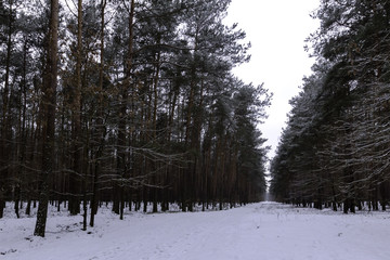 Winter in Kampinos National Park - Poland