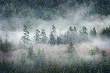 Zelfklevend Fotobehang Regenwoudwolken in het noordwesten van de Stille Oceaan. Wolken dalen neer op het dennen- en cederbos boven Harrison Lake in British Columbia, Canada. © LoweStock