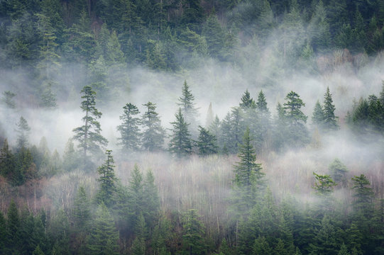 Fototapeta Rain Forest Clouds in the Pacific Northwest. Clouds descend on the fir and cedar forest above Harrison Lake in British Columbia, Canada.