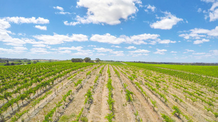 Fototapeta na wymiar Drone aerial of the Barossa Valley, major wine growing region of South Australia, views of rows of grapevines and scenic landscape. 
