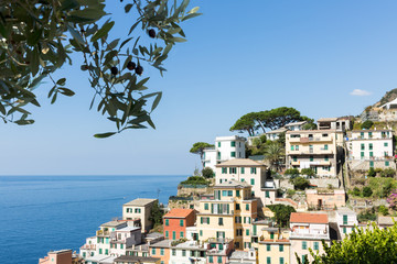Riomaggiore and the olive tree