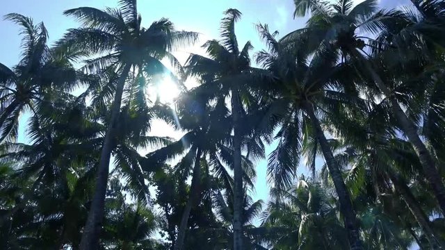 Palm tree.  Boracay island Philippines